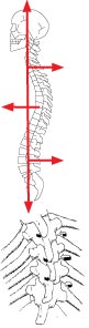 Posterior to Anterior Thoracic Spinal Adjusting in the Scoliosis Patient Is Contraindicated by Spinal Biomechanics