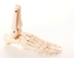 footbones2
