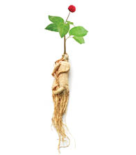 A 21st Century Breakthrough in Ginseng Science: Enzyme Formulation