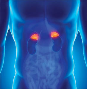 Adrenal Fatigue and Chiropractic Care