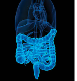 digestivesystem